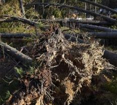 Počasie: V nedeľu bude vo viacerých lokalitách na Slovensku veterno