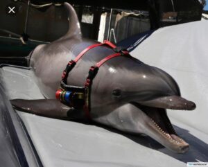 Hamas: „Chytili sme izraelského vojenského delfína“