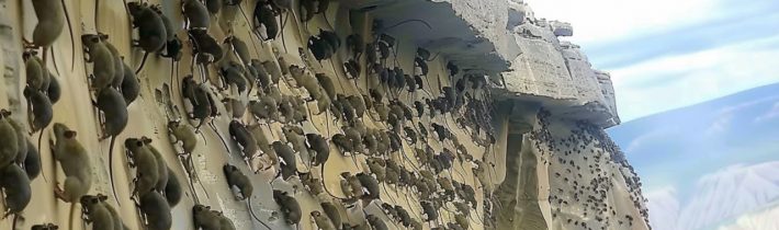 Japonsko Přivedlo Lovce Hadů – 25 Let Poté Byl Výsledek Šokující