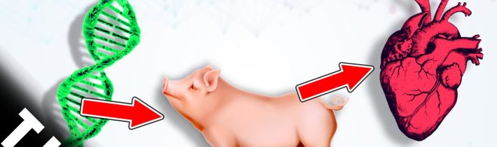 Obří kolonie ryb u Antarktidy/ Sledování supernovy v reálném čase/ Tulení lovící žraloky [TIP 287]