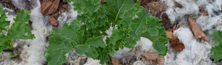 Ako používať ovčiu vlnu v zeleninovej záhrade