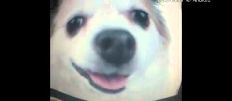 Srnka sní a srnka pojí :D
