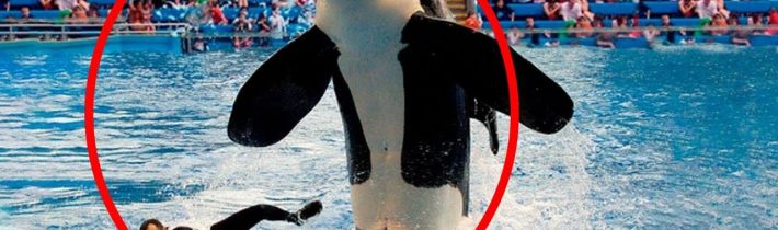 5 Tajemství, Která Oceánária Skrývají Před Návštěvníky