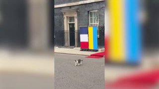 Mačka Larry, ktorá žije na Downing Street, opustila rezidenciu britského premi…