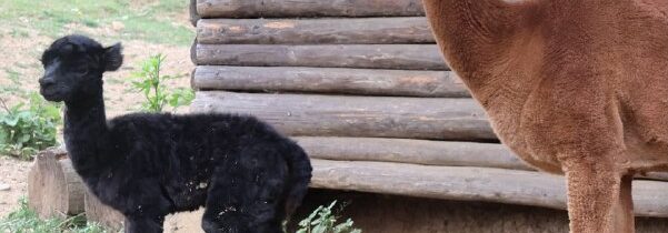 ZOO Košice:  Nové mláďa lamy alpaky 14.07.2026 sa Riške narodilo druhé mláďa –  …