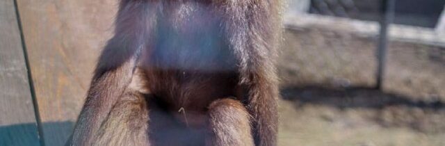 ZOO Bratislava: Máme nových obyvateľov na africkom kopci • Z britskej Jersey Zo…