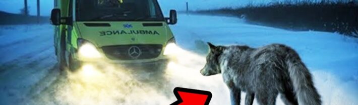 Vlčice zablokovala jedoucí sanitku. To, co se stalo potom, je opravdu dechberoucí…