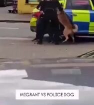 Keďže moslimský migrant zaútočil na policajného psa, pretože psy sú „haram“, je …