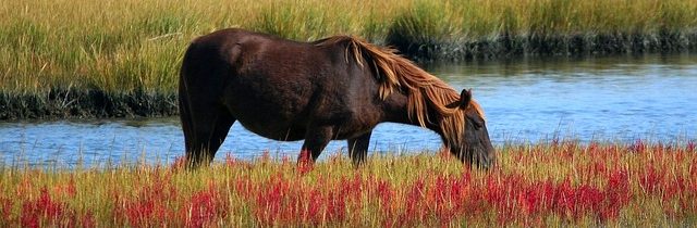 Ne, Spojené státy neschválily zabití divokých koní