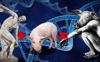Člověko-prasečí chiméra: Genetici nezahálejí. Má věda etické hranice? Vepřová embrya s lidskými buňkami. Na prahu revoluce? Myšopotkanem to začíná, prasodlakem končí