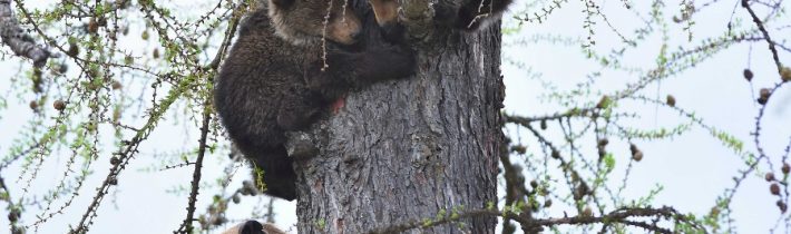 Nepochopiteľné! Srdcervúci príbeh medvedice z Tatier: Zobrali jej mláďatá, teraz ju zabili