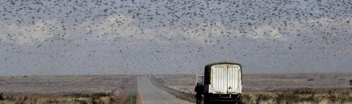 Video: Řidič se snažil projet skrz miliony kobylek. Záběry připomínají písečnou bouři. Invaze zničila 112 000 hektarů půdy