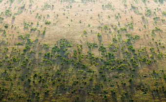 Video: V Africe roste již deset let Velká zelená zeď. Unikátní pásmo vysázených stromů má zabránit rozšiřování Sahary. Po dokončení bude měřit neuvěřitelných osm tisíc kilometrů