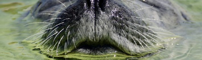 Rekordní úmrtí tuleňů na severu Německa. Úřady dostávají stále nová a nová hlášení, příčinu úhynu ale stále neznají