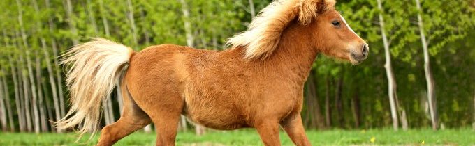 Syrský muž zatčen za znásilnění poníka v německé ZOO