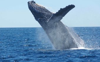 Japonsko vystupuje z Mezinárodní velrybářské komise, aby mohlo obnovit zakázaný komerční lov a dál decimovat velrybí populace
