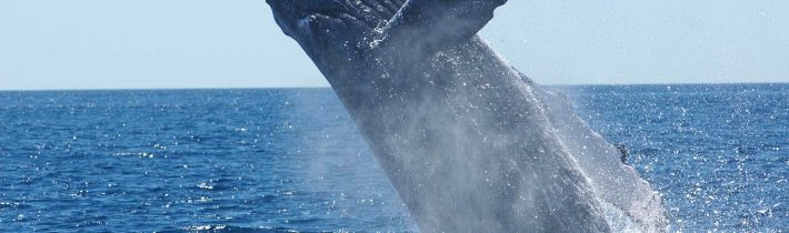 Japonsko vystupuje z Mezinárodní velrybářské komise, aby mohlo obnovit zakázaný komerční lov a dál decimovat velrybí populace