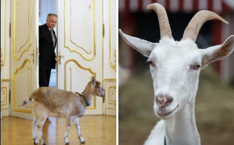 VIDEO: Kiskov ďalší trapas a reakcie Slovákov a Kotlebu na kozu v Prezidentskom paláci