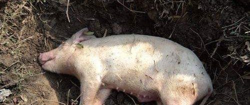 Španělé vyzkoušeli radikální metodu boje se stavbou mešit