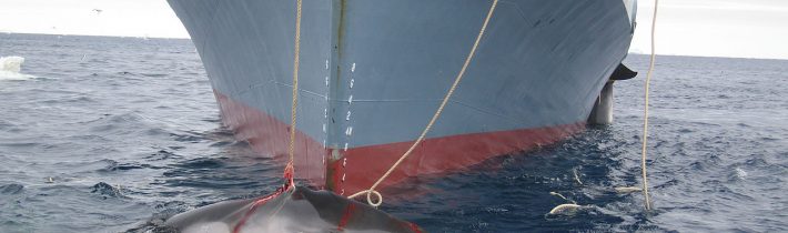 Japonsko, které 31 let schovávalo lov velryb pod „vědecké účely“, vystoupilo z Mezinárodní velrybářské komise a začalo lovit otevřeně komerčně