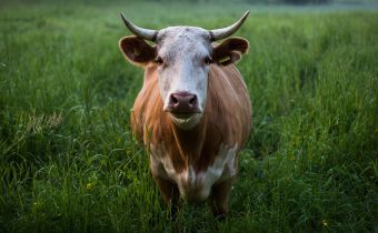 Měly by se zneškodnit krávy, které zvyšují skleníkové plyny, jak navrhují někteří bojovníci proti změně klimatu? „Bez krav není hnůj. Bez hnoje půda nezadrží vodu a umírá. A nevypěstujete ani mrkvičku,“ vzkazuje jim český statkář