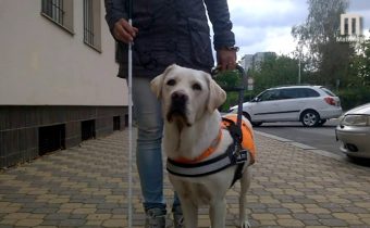 Rakousko: Muslimští taxikáři odmítají přepravovat nevidomé s vodícími psy