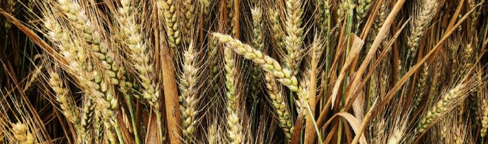 Prečo už dnešná pšenica viac škodí ako prospieva