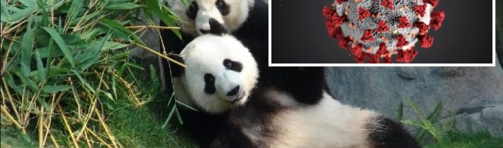 Z Číny pochází a) panda, b) pandemie