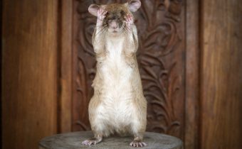 Británia: Potkana cvičeného na hľadanie mín ocenili zlatou medailou
