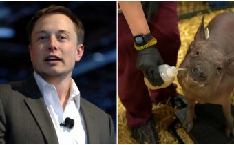 Elon Musk implantoval čip do mozgu ošípanej Gertrúde