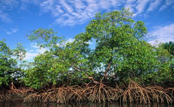 Zrušenie ochrany brazílskych mangrovov pri príležitosti pandémie