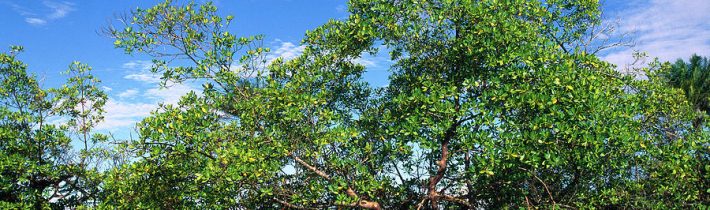 Zrušenie ochrany brazílskych mangrovov pri príležitosti pandémie