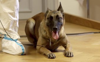 Rakúsko: Armáda robí výcvik psov, ktoré dokážu odhaliť koronavírus