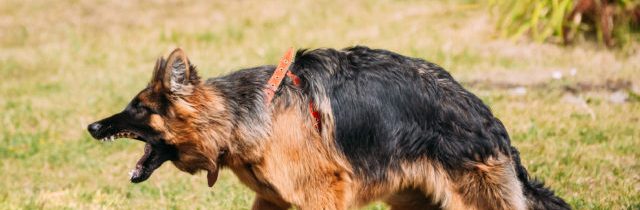 Pes pohrýzol chlapca v Mlynčekoch, jeho majiteľovi hrozí niekoľko rokov za mrežami
