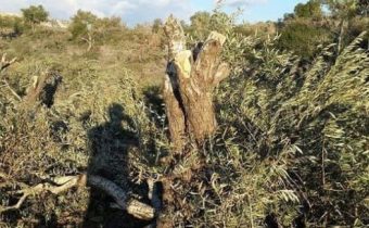 Sýrska opozícia vyrúbala 820 olivovníkov