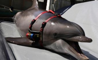 Hamas: „Chytili sme izraelského vojenského delfína“