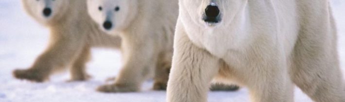 Mediální manipulace pro pokročilé |