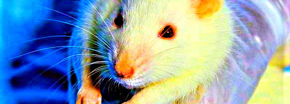 Mláďata laboratorních potkanů měla po očkování vakcínou proti covidu malformace žeber, vyplývá z dokumentů firmy Moderna