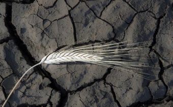 Mike Adams: Celosvetová neúroda dosahuje krízovú úroveň, pretože OSN vyhlásila vojnu hnojivám