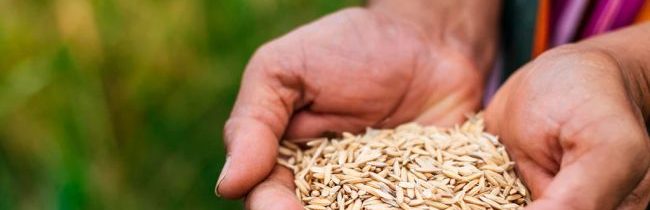 OSN upozorňuje na zložitú situáciu s potravinami vo svete