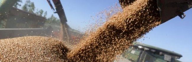V DĽR sa očakáva rekordná úroda obilia – krajina bude plne sebestačná