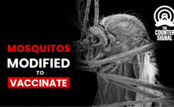 Studie o geneticky upravených komárech, kteří očkují lidi – Necenzurovaná pravda