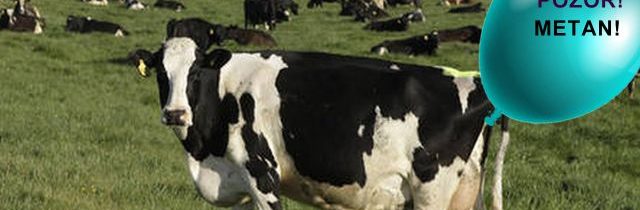 Nový Zéland představil veleseriozní plány na zdanění kravských prdů