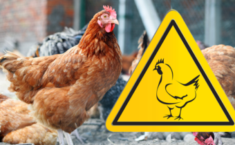 Hromadné vybíjení kuřat na základě „propuknutí ptačí chřipky“ je jen dalším zákeřným útokem na ZÁSOBOVÁNÍ POTRAVINAMI