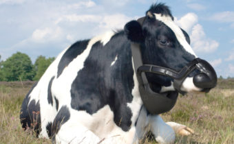 Francie: Mlékárenský gigant chce nasadit kravám masky, aby se omezila produkce metanu – Necenzurovaná pravda