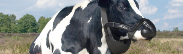Francie: Mlékárenský gigant chce nasadit kravám masky, aby se omezila produkce metanu – Necenzurovaná pravda