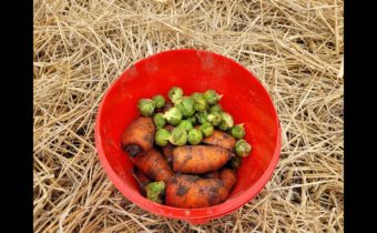 Potravinová soběstačnost – mrkev pod slámou v únoru a jednoduchý levný a zdravý oběd …