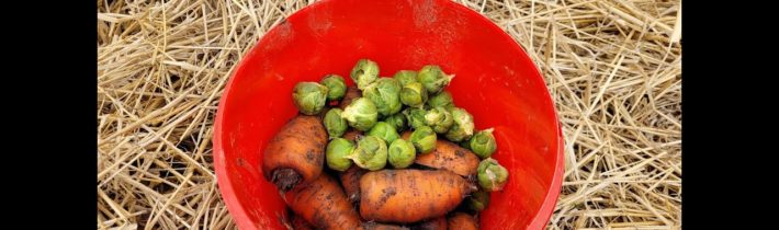 Potravinová soběstačnost – mrkev pod slámou v únoru a jednoduchý levný a zdravý oběd …