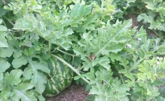 Potravinová soběstačnost – Chcete si vypěstovat melouny?