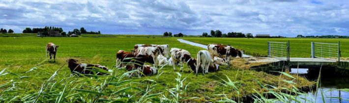 Holandsko: Farmářka, jejíž mléčná farma má být vyvlastněna, bije na poplach